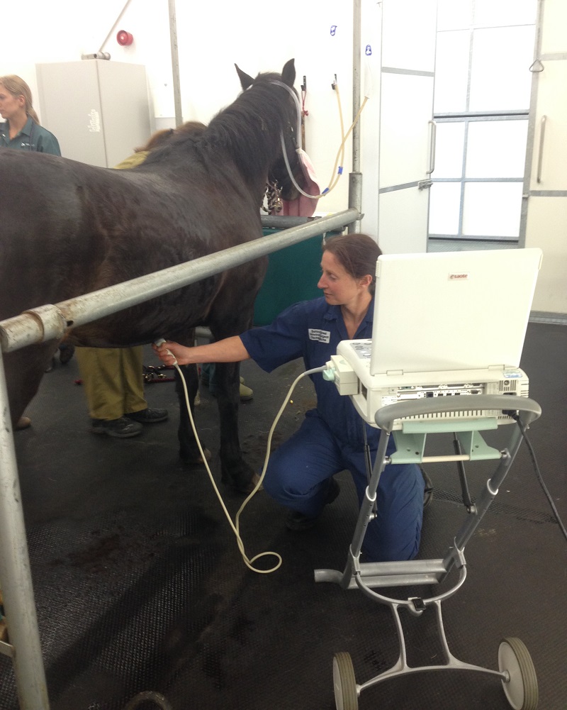 Update on Gastrointestinal Diseases in Horses